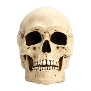 Νεκροκεφαλή -Κρανίο Άγαλμα (Ηλεκτρόλυση μπρούτζου Veronese 16cm x 22cm)